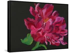 Paeonia 1-Deborah Barton-Framed Stretched Canvas