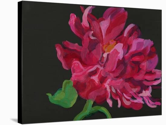 Paeonia 1-Deborah Barton-Stretched Canvas