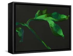 Paeonia 2-Deborah Barton-Framed Stretched Canvas