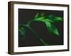 Paeonia 2-Deborah Barton-Framed Giclee Print