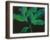 Paeonia 3-Deborah Barton-Framed Giclee Print