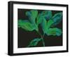 Paeonia 3-Deborah Barton-Framed Giclee Print