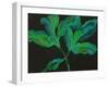 Paeonia 3-Deborah Barton-Framed Giclee Print