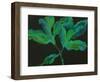 Paeonia 3-Deborah Barton-Framed Giclee Print