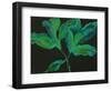 Paeonia 3-Deborah Barton-Framed Giclee Print