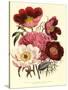 Paeonia Edulis, c.1800-null-Stretched Canvas