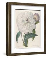 Paeonia Flagrans (Peony), 1827-Pierre Joseph Redoute-Framed Giclee Print