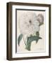 Paeonia Flagrans (Peony), 1827-Pierre Joseph Redoute-Framed Giclee Print