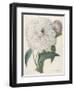 Paeonia Flagrans (Peony), 1827-Pierre Joseph Redoute-Framed Giclee Print