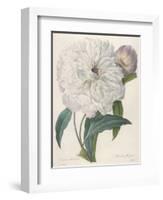 Paeonia Flagrans (Peony), 1827-Pierre Joseph Redoute-Framed Giclee Print