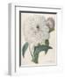 Paeonia Flagrans (Peony), 1827-Pierre Joseph Redoute-Framed Giclee Print