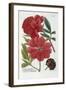 Paeonia from Johann Wilhelm Weinmann's Phytanthoza Iconographia, 1737-Georg Dionysius Ehret-Framed Giclee Print