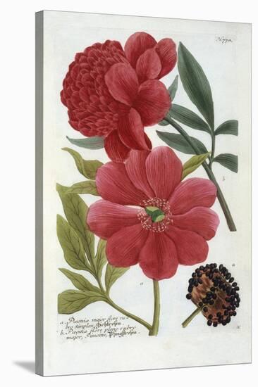 Paeonia from Johann Wilhelm Weinmann's Phytanthoza Iconographia, 1737-Georg Dionysius Ehret-Stretched Canvas