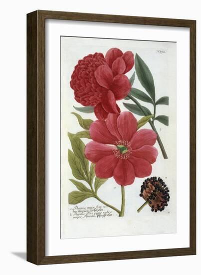 Paeonia from Johann Wilhelm Weinmann's Phytanthoza Iconographia, 1737-Georg Dionysius Ehret-Framed Giclee Print