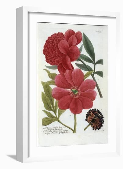 Paeonia from Johann Wilhelm Weinmann's Phytanthoza Iconographia, 1737-Georg Dionysius Ehret-Framed Giclee Print