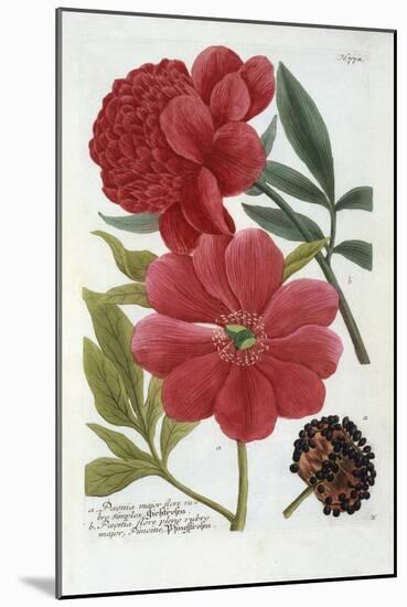 Paeonia from Johann Wilhelm Weinmann's Phytanthoza Iconographia, 1737-Georg Dionysius Ehret-Mounted Giclee Print