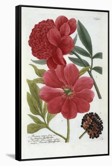 Paeonia from Johann Wilhelm Weinmann's Phytanthoza Iconographia, 1737-Georg Dionysius Ehret-Framed Stretched Canvas