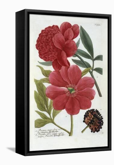 Paeonia from Johann Wilhelm Weinmann's Phytanthoza Iconographia, 1737-Georg Dionysius Ehret-Framed Stretched Canvas