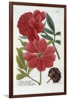 Paeonia from Johann Wilhelm Weinmann's Phytanthoza Iconographia, 1737-Georg Dionysius Ehret-Framed Giclee Print