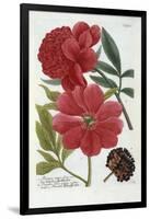 Paeonia from Johann Wilhelm Weinmann's Phytanthoza Iconographia, 1737-Georg Dionysius Ehret-Framed Giclee Print