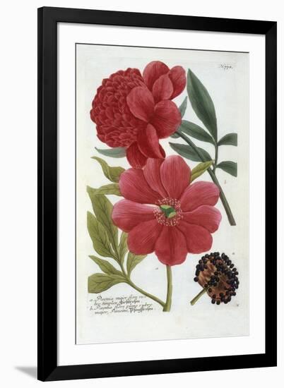 Paeonia from Johann Wilhelm Weinmann's Phytanthoza Iconographia, 1737-Georg Dionysius Ehret-Framed Giclee Print