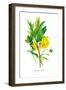 Paeonia Lutea-H.g. Moon-Framed Art Print