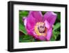 Paeonia mascula ssp. arietina-Angela Marsh-Framed Photographic Print