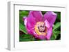 Paeonia mascula ssp. arietina-Angela Marsh-Framed Photographic Print