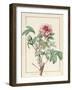 Paeonia Montan-Pierre Joseph Redoute-Framed Giclee Print