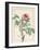 Paeonia Montan-Pierre Joseph Redoute-Framed Giclee Print