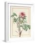 Paeonia Montan-Pierre Joseph Redoute-Framed Giclee Print