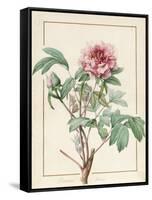 Paeonia Montan-Pierre Joseph Redoute-Framed Stretched Canvas