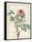 Paeonia Montan-Pierre Joseph Redoute-Framed Stretched Canvas