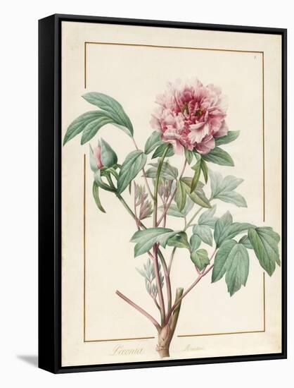 Paeonia Montan-Pierre Joseph Redoute-Framed Stretched Canvas