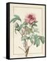 Paeonia Montan-Pierre Joseph Redoute-Framed Stretched Canvas