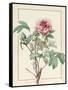 Paeonia Montan-Pierre Joseph Redoute-Framed Stretched Canvas