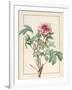 Paeonia Montan-Pierre Joseph Redoute-Framed Giclee Print