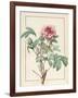 Paeonia Montan-Pierre Joseph Redoute-Framed Giclee Print