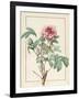 Paeonia Montan-Pierre Joseph Redoute-Framed Giclee Print