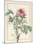 Paeonia Montan-Pierre Joseph Redoute-Mounted Giclee Print