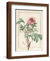 Paeonia Montan-Pierre Joseph Redoute-Framed Giclee Print