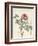 Paeonia Montan-Pierre Joseph Redoute-Framed Giclee Print