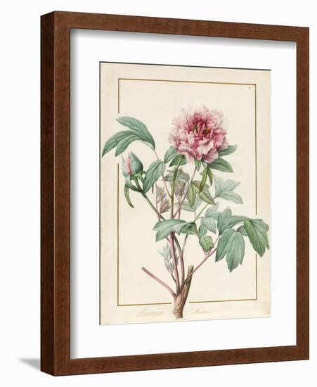 Paeonia Montan-Pierre Joseph Redoute-Framed Giclee Print