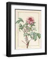 Paeonia Montan-Pierre Joseph Redoute-Framed Giclee Print