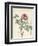 Paeonia Montan-Pierre Joseph Redoute-Framed Giclee Print