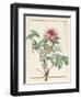 Paeonia Montan-Pierre Joseph Redoute-Framed Giclee Print