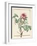 Paeonia Montan-Pierre Joseph Redoute-Framed Giclee Print