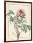 Paeonia Montan-Pierre Joseph Redoute-Framed Giclee Print