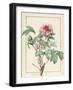 Paeonia Montan-Pierre Joseph Redoute-Framed Premium Giclee Print