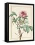 Paeonia Montan-Pierre Joseph Redoute-Framed Stretched Canvas